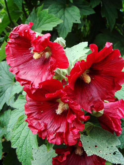 Alcea rosea rouge